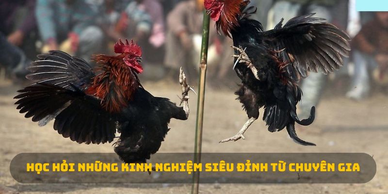 Học hỏi những kinh nghiệm siêu đỉnh từ chuyên gia 