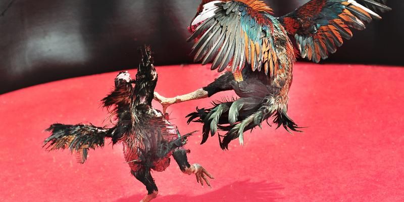 Thuốc Bôi Cựa Gà Đá được dùng nhiều trong các trận đấu tại 789P