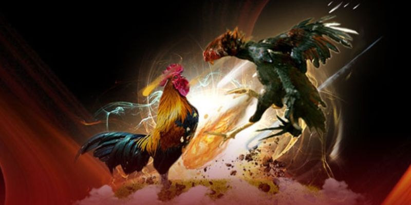 Thuốc Bôi Cựa Gà Đá - Giúp Chiến Kê Thắng Lớn Tại 789P