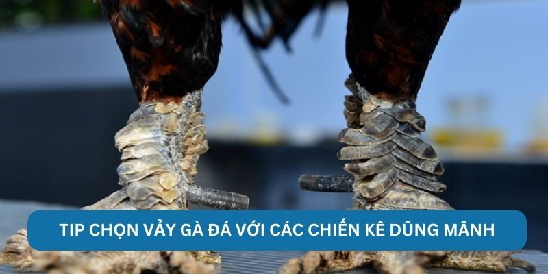 Tip chọn vảy gà đá với các chiến kê dũng mãnh